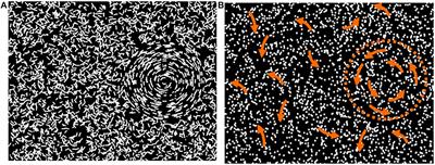 Dorsal and Ventral Stream Function in Children With Developmental Coordination Disorder